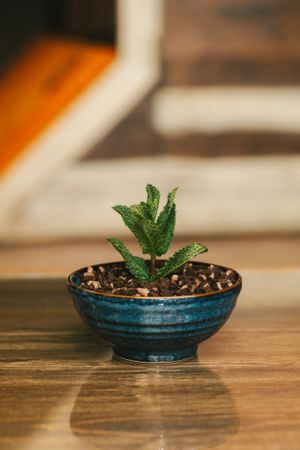 March Dessert Special 2024 - Spring Mint Chocolate Mousse at Church - Temple of Fun in Sheffield