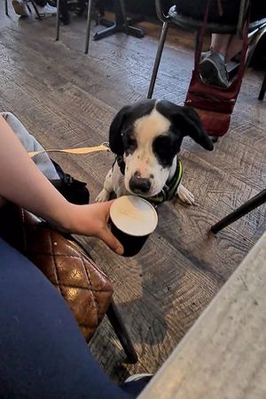 Puppacino! at The Cove in Gourock