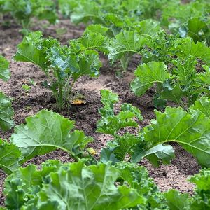 Kale yeah we have our own organic garden! at Bodhi Tree Juice Co in Grand Haven
