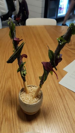 salt bush grissini at Paperbark in Waterloo