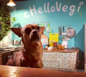 Our beautiful, sweet and cute receptionist and guarder☺ He will be waiting you to sniff  at cHelloVegi in Kampot