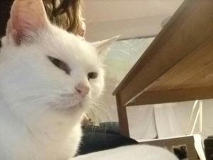 I made a little cat friend. Her name is Bullet. X x at Mog on the Tyne in Newcastle Upon Tyne