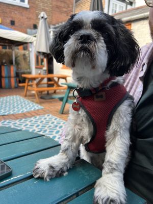 Dog friendly  at Paradiddles in Worcester