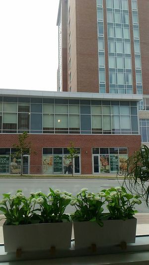 Window at Cafe Taiyaki 52 in Halifax