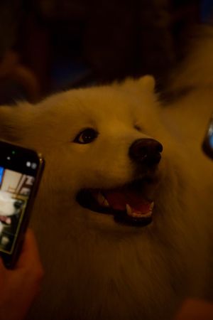 not food, but this is their dog  at Marugoto Vegan Dining Asakusa in Tokyo