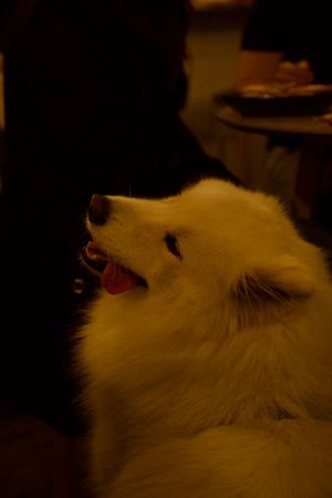   at Marugoto Vegan Dining Asakusa in Tokyo