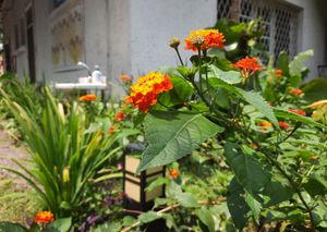 Nature garden. at Loving Hut in Kinshasa