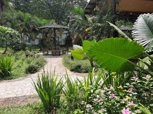 Greenery environment. at Loving Hut in Kinshasa