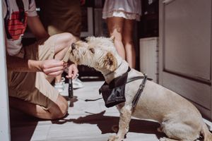 pupsicling at Anjuna Ice Pops - Raday Utca in Budapest