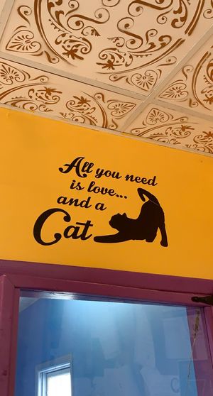 entrance to the cat play area at Alley Cat Cafe in Ithaca