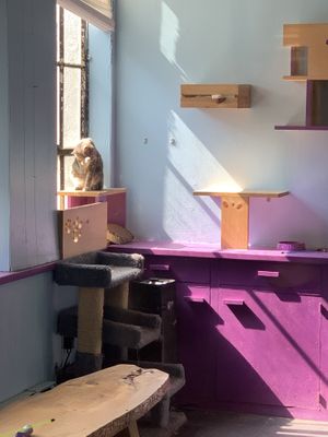 cat! at Alley Cat Cafe in Ithaca