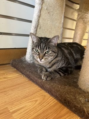   at Alley Cat Cafe in Ithaca