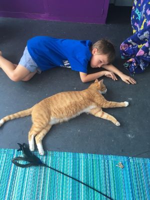Benji wants this ‘Weasley’ cat at Alley Cat Cafe in Ithaca