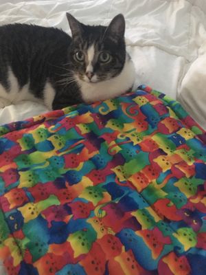 Jake LOVING his new catnip infused cat bed!! at Alley Cat Cafe in Ithaca
