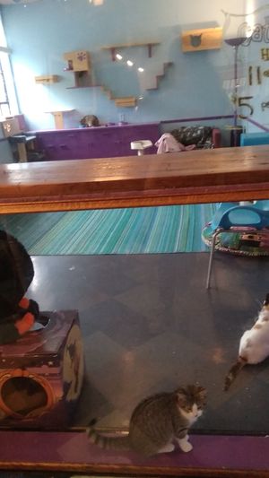 The cat room at Alley Cat Cafe in Ithaca