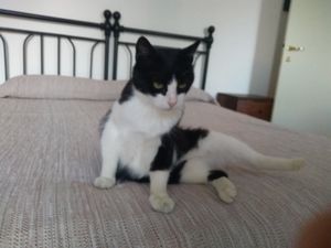 their friendly cat in the room at Agriturismo La Lenticchia in Forli