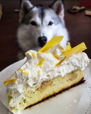 Lemon Chiffon Cheesecake (their best cheesecake, and I'm not usually a lemon person) 😍 at Vegan Danish Bakery in Toronto