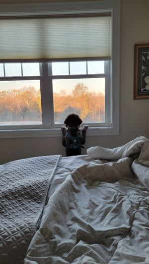Fozzie Bear was excited to explore the property each morning. at Sundogs Bed and Breakfast in Shepherdstown