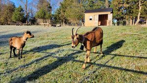 Goats! at Sundogs Bed and Breakfast in Shepherdstown