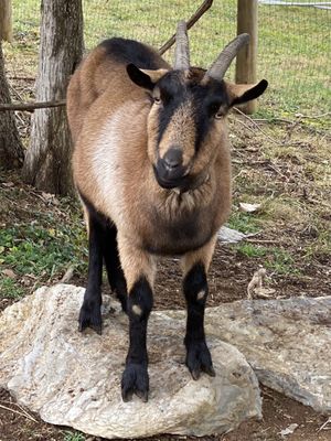 Sundogs B&B  at Sundogs Bed and Breakfast in Shepherdstown