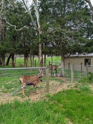 The goats!!! at Sundogs Bed and Breakfast in Shepherdstown