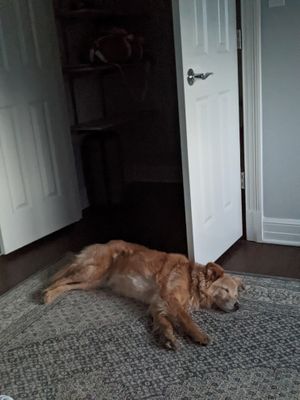 My dog passed out after a day of fun!!! at Sundogs Bed and Breakfast in Shepherdstown