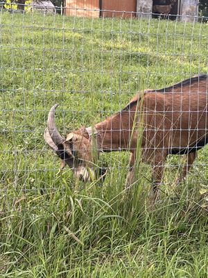   at Sundogs Bed and Breakfast in Shepherdstown