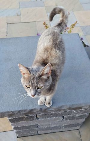 Allie is the sweetest cat at Sundogs Bed and Breakfast in Shepherdstown