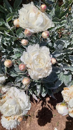 Peonies, amazing flowers everywhere, bees buzzing happily at Sundogs Bed and Breakfast in Shepherdstown