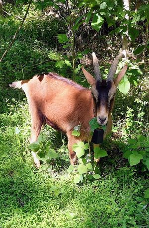 Broadway star goat at Sundogs Bed and Breakfast in Shepherdstown