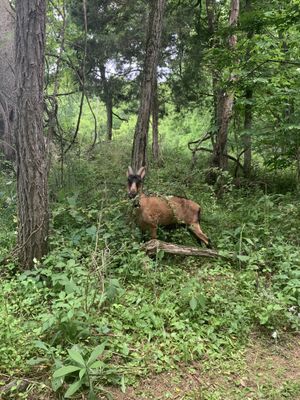   at Sundogs Bed and Breakfast in Shepherdstown