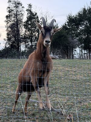   at Sundogs Bed and Breakfast in Shepherdstown