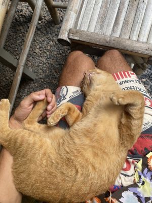   at Taste From Heaven in Koh Phangan