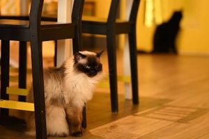   at KITTCHEN in Hawkshead