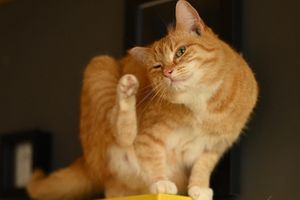   at KITTCHEN in Hawkshead