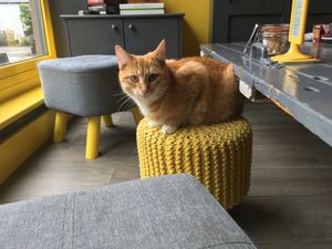 Friendly cat at KITTCHEN in Hawkshead