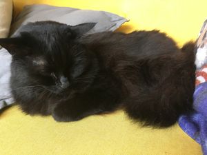 Snoozy cat at KITTCHEN in Hawkshead