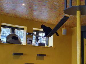 Happy cat! at KITTCHEN in Hawkshead