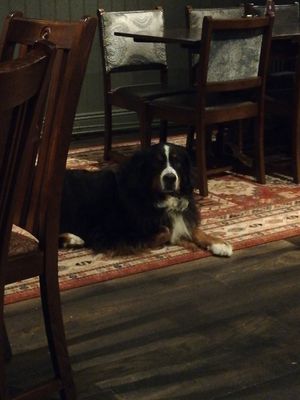 Dog friendly enough to welcome our big floofball who made herself at home! at The Old Stables in Arundel