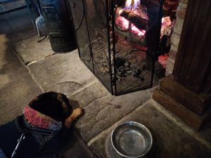 My dog liked the fire at The Cunning Man in Reading