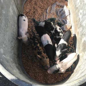 Piglets who lost their mother at Blue Hill Farmer's Market in Blue Hill