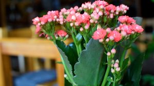 plants on table at Mom's Creation - Friedrichshain in Berlin