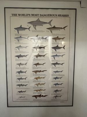 Not very vegan poster   at Coffee & Waves in Lagos