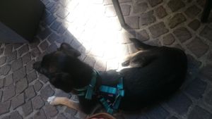 We had space outside, not sure the dog was allowed inside... at LEO Pancakes in Leuven