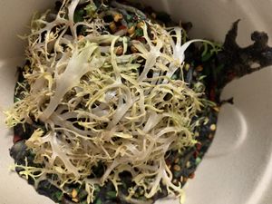 Black sesame spaghetti- take out at Nammi Plant Lab in Seoul
