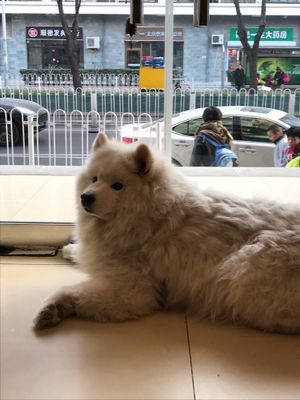 Sunny, the owners dog that waits by the door to greet customers ??❤️ at Taiping Old Farm  in Beijing