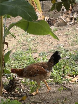   at Freedom Fighters Ital Shack in Philipsburg