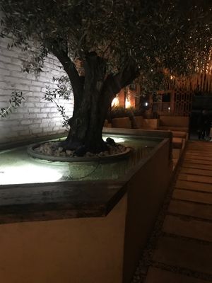 Garden outside at Salt in Tirana