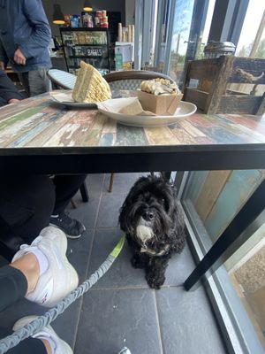 Doggies allowed in  at The Meadow Café in Cheltenham