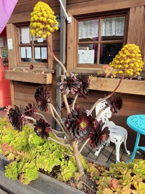 Succulent foliage at Fog Eater Cafe in Mendocino